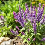 Scopri questa pianta antizanzare più efficace della lavanda da piantare subito per un’estate serena