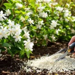 Questo consiglio da giardiniera potenzia la fioritura dei gelsomini: bisogna farlo subito!