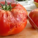 Rimuovere la parte marcia di un pomodoro è sufficiente per renderlo sicuro da mangiare